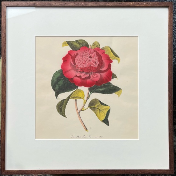 Framed Vintage Floral Art Print - Picture 1 of 10